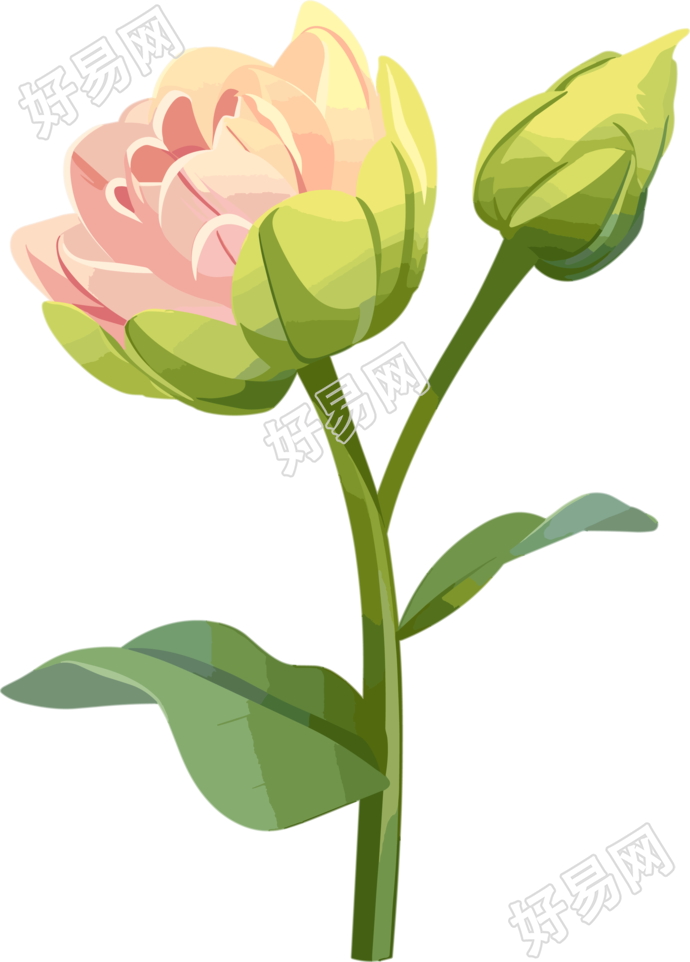 花苞可商用插图