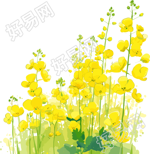 油菜花透明背景插画