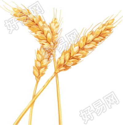 小麦创意设计元素