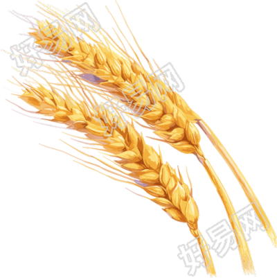 小麦透明背景插图
