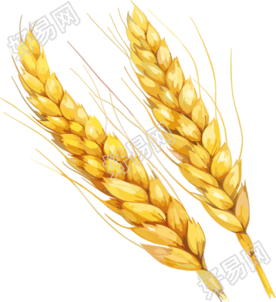 两个小麦穗插画素材