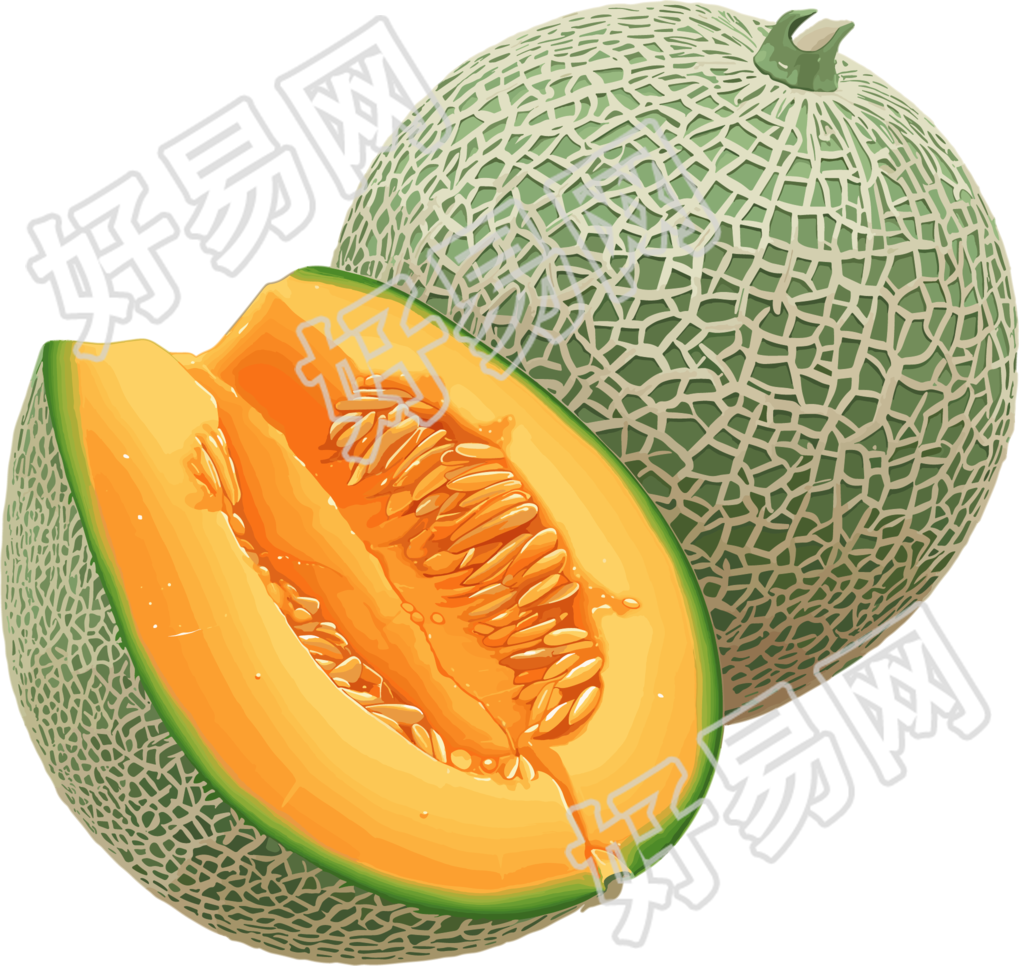 新疆哈密瓜素材