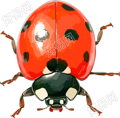 昆虫瓢虫创意插图