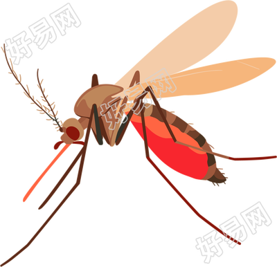 蚊子昆虫插画