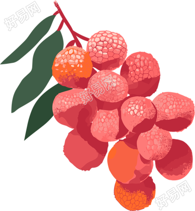 荔枝矢量图形插画