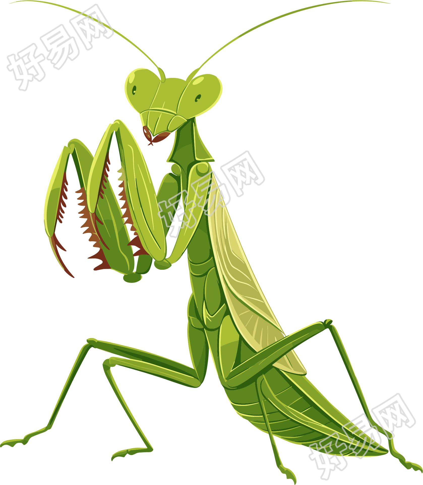 螳螂插画设计元素