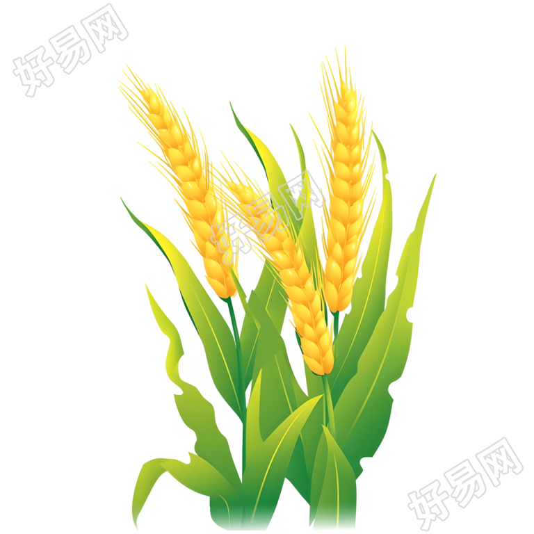 3D小麦穗创意插图