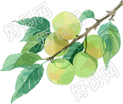 青梅水彩插画
