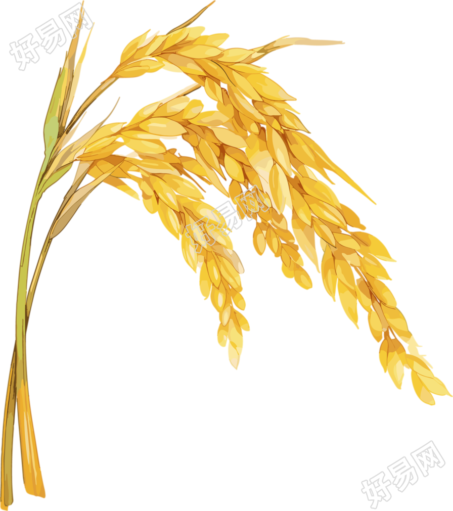 小麦穗芒种插画