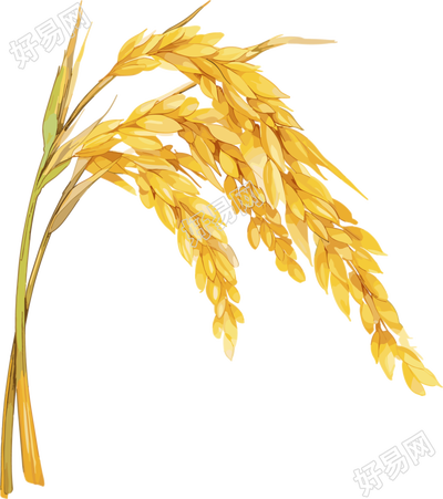 小麦穗芒种插画