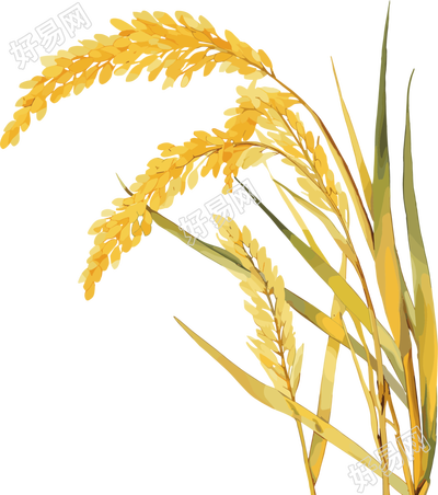 小麦可商用素材芒种插图