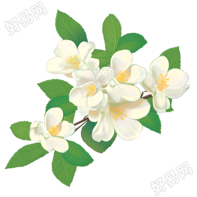 白色茉莉花插画