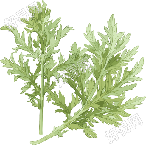 艾草透明背景插画