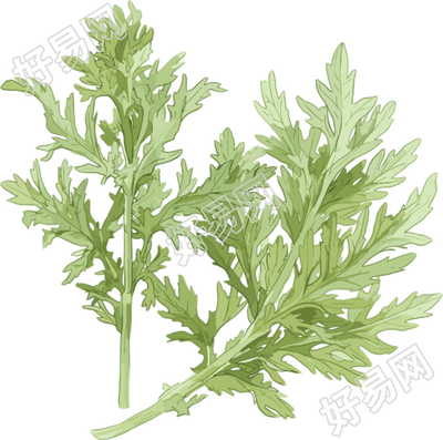 艾草透明背景插画