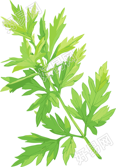 艾草平面设计元素