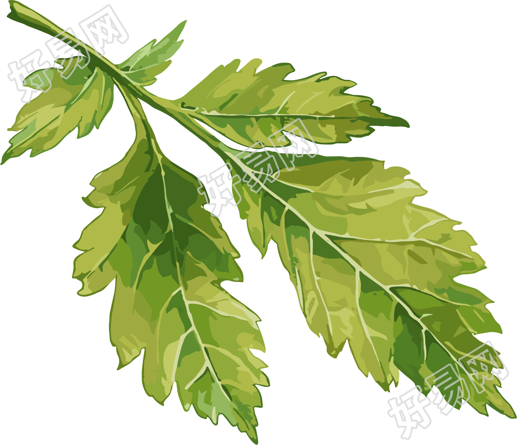 艾草矢量插画