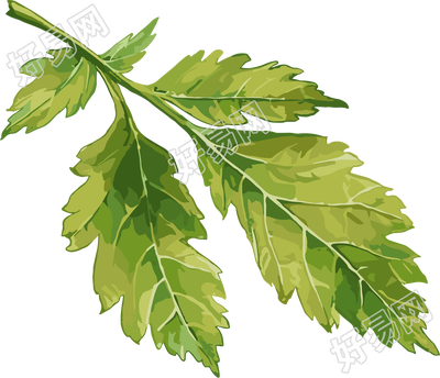 艾草矢量插画