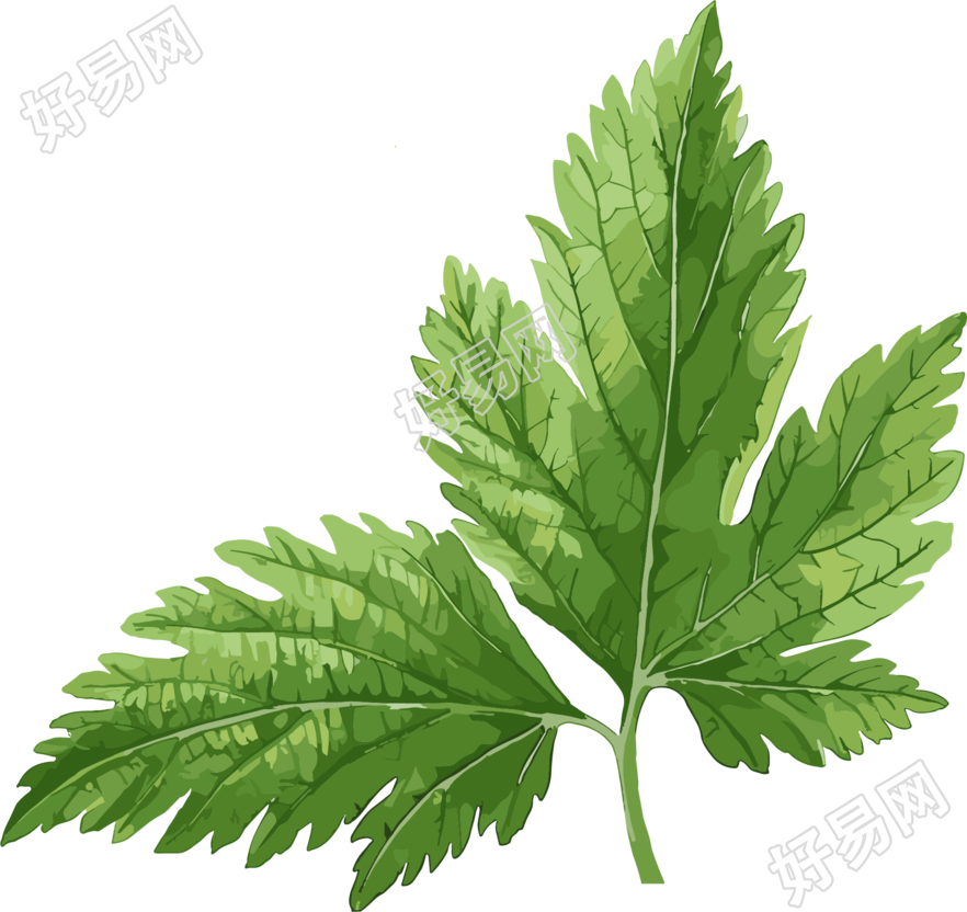 艾草极简插图