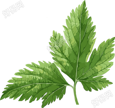 艾草极简插图