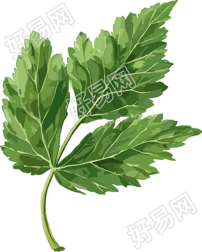 艾草创意素材