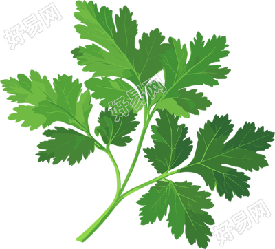 艾草插画设计素材