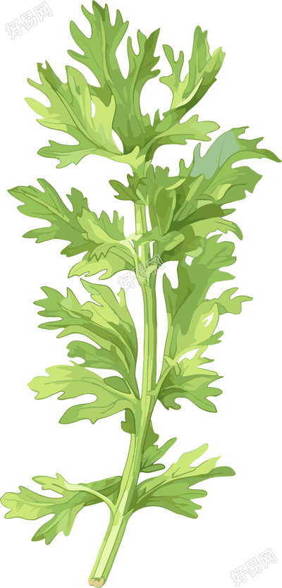 艾草可商用插画