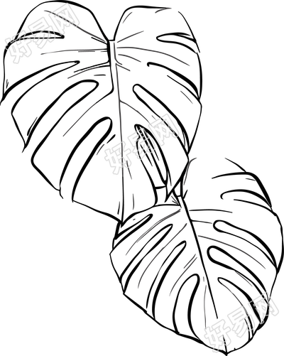 线条植物叶片元素