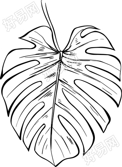 线条植物叶片插画