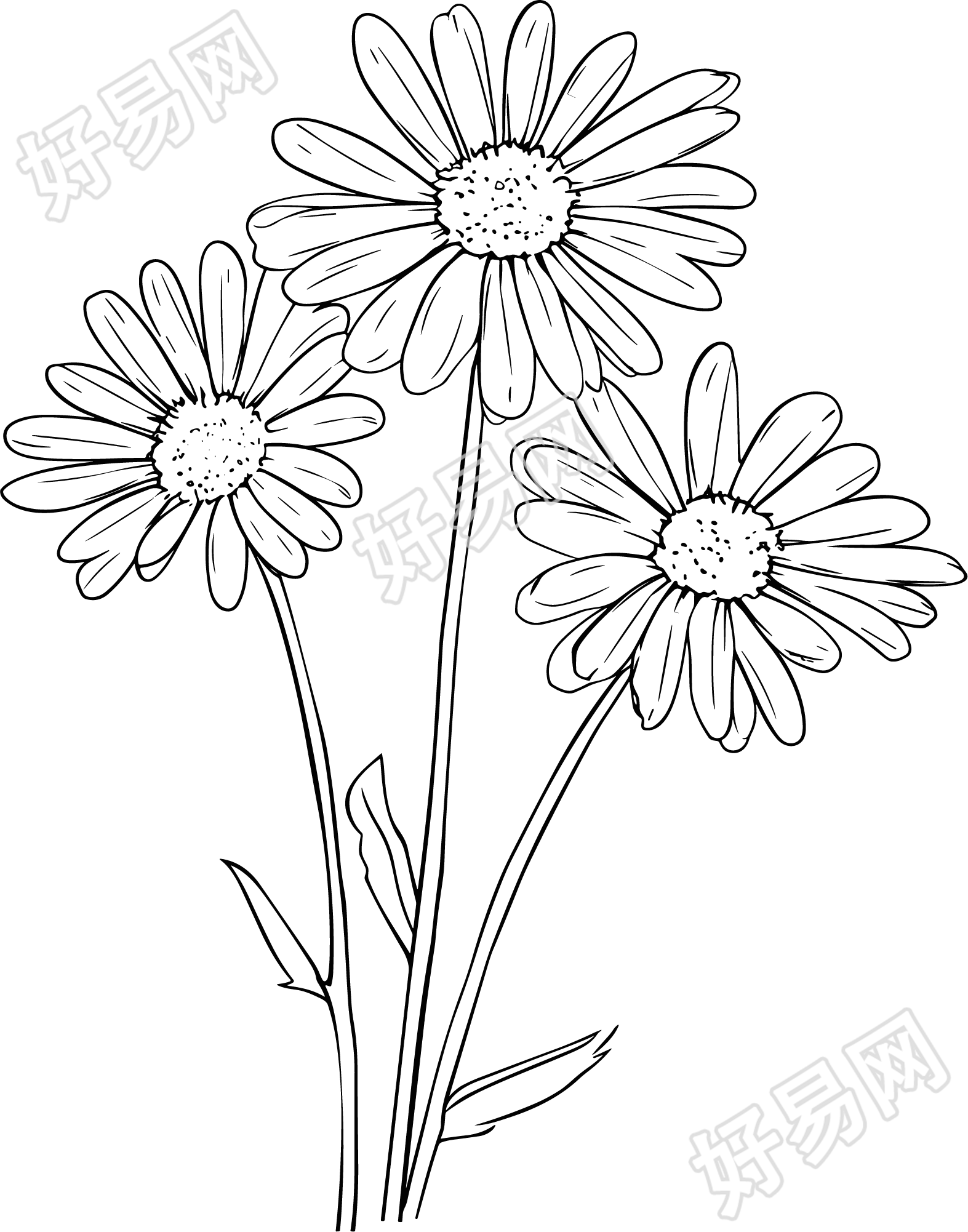 线条植物雏菊素材