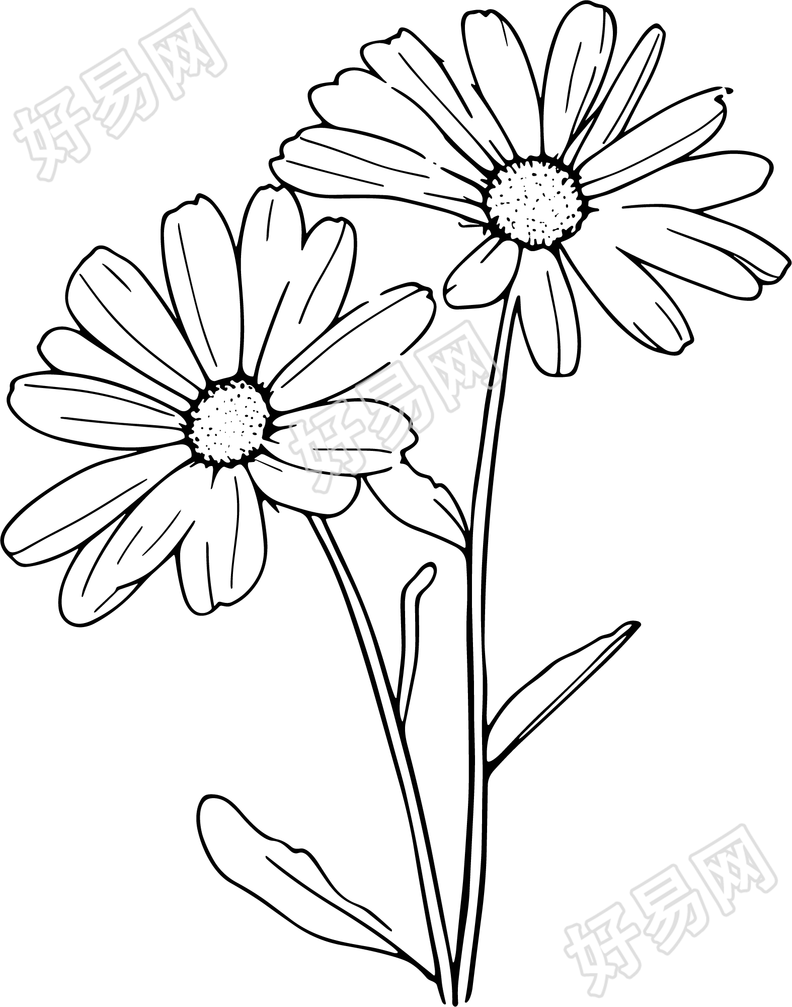 线条植物雏菊插图