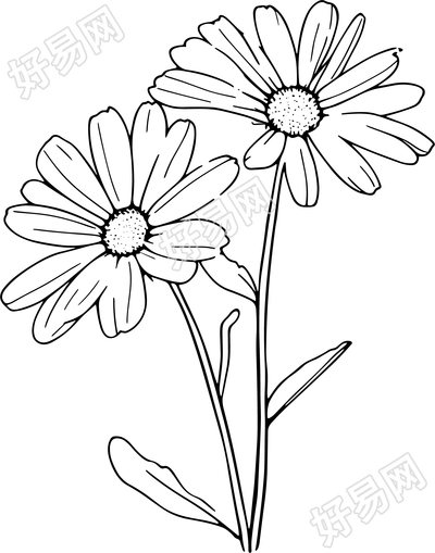 线条植物雏菊插图