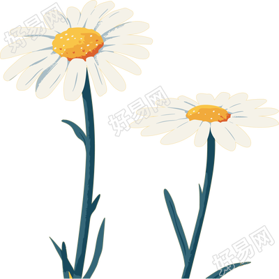 雏菊透明背景插画