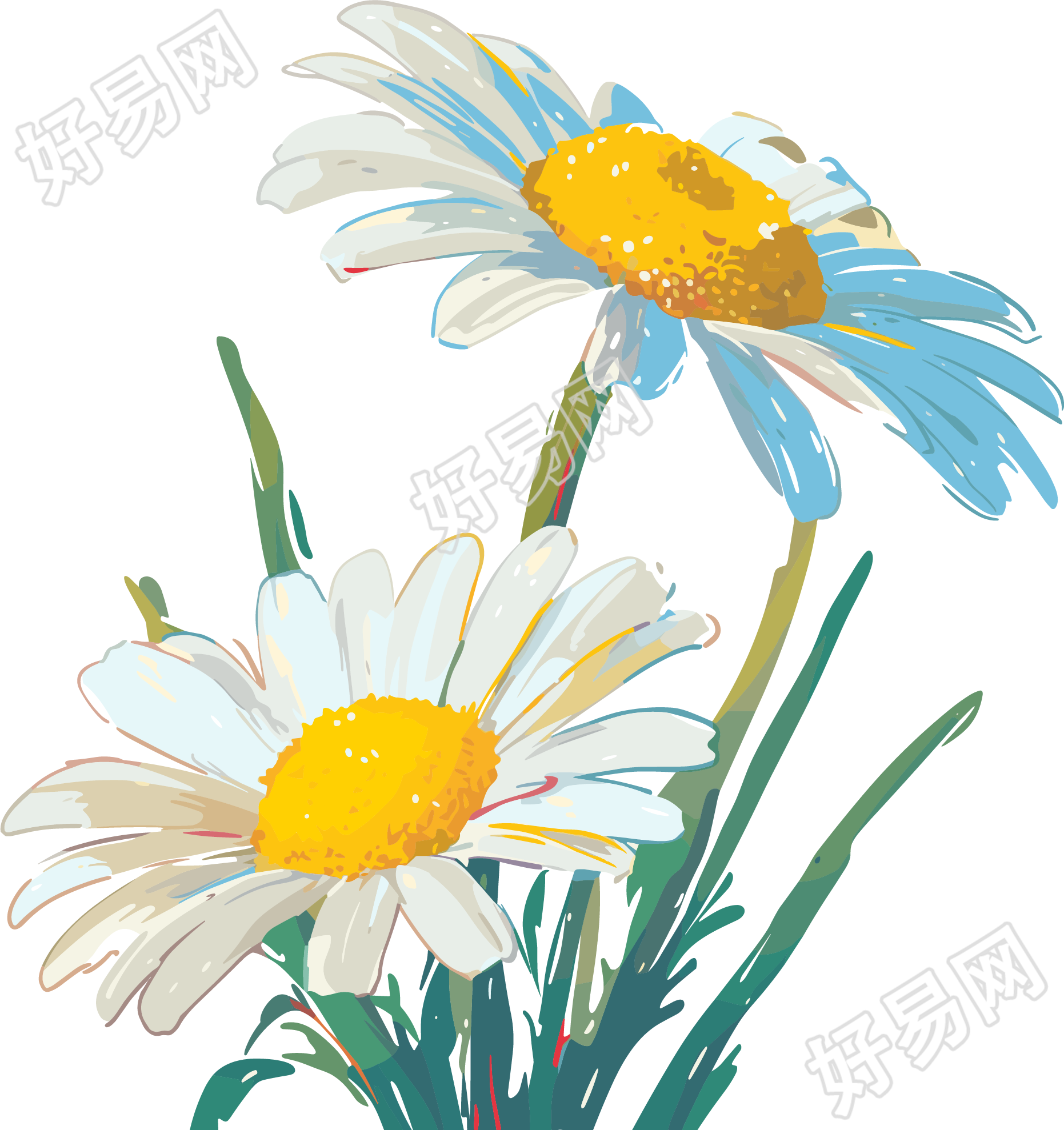 雏菊唯美插画