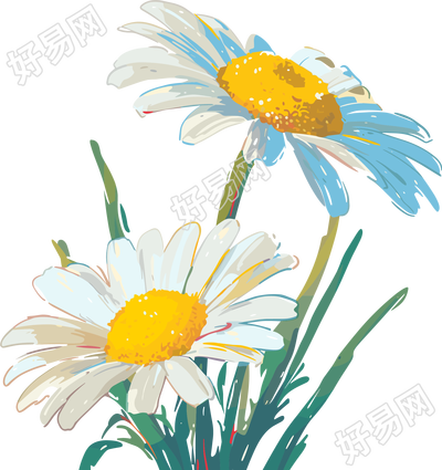 雏菊唯美插画