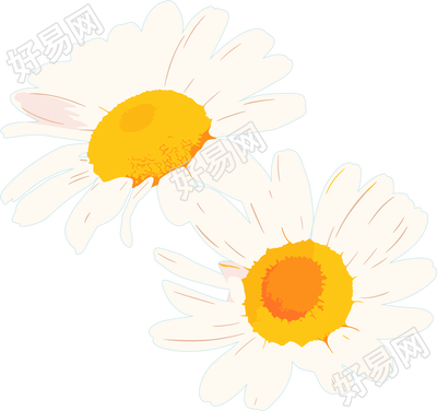 雏菊花朵素材