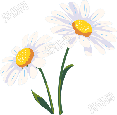 雏菊可商用插图