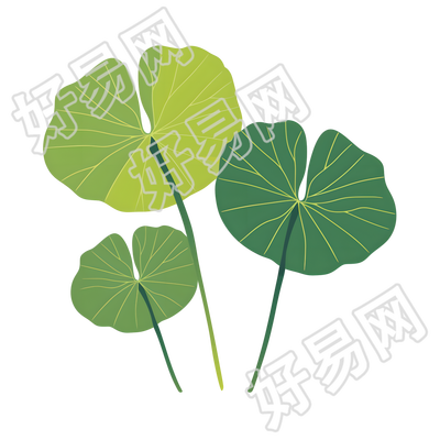 夏天荷叶简洁插画