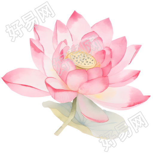 粉色莲花水彩风插画