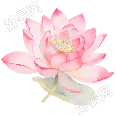 粉色莲花水彩风插画