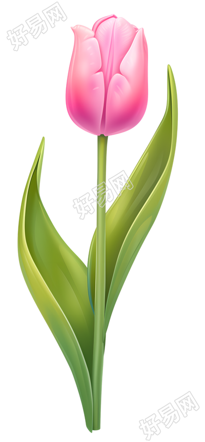 单支郁金香元素