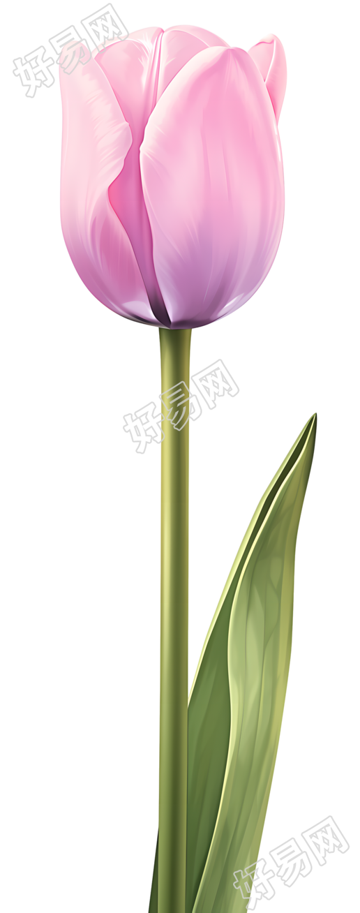 单支郁金香插图
