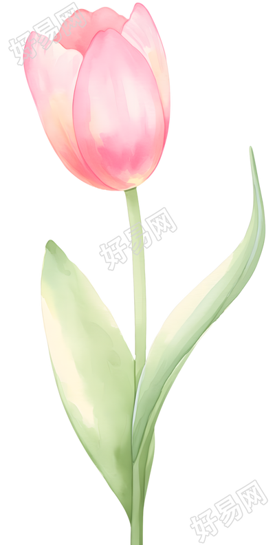 单支郁金香高清素材