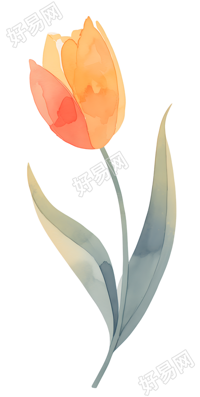 单支郁金香简约插画