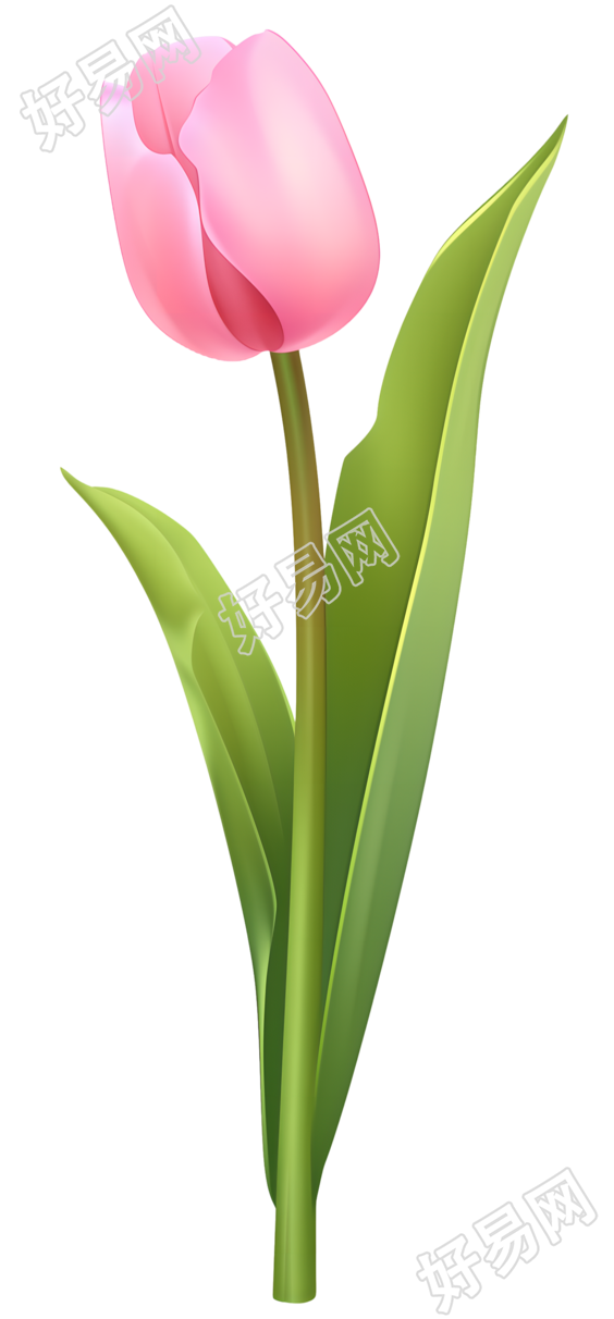 单支郁金香商用素材