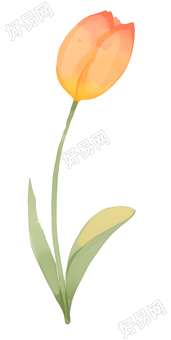 单支郁金香插画设计元素