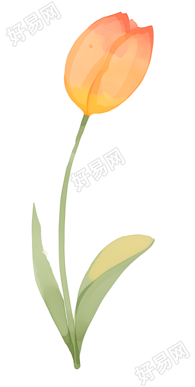 单支郁金香插画设计元素