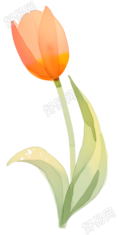 单支郁金香可商用插图