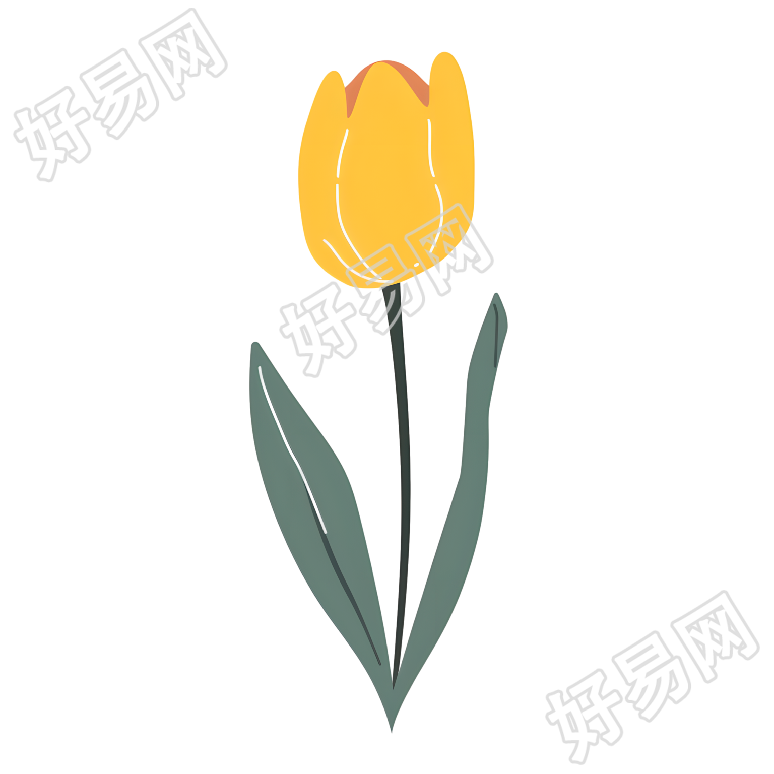 单支郁金香创意插画