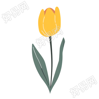 单支郁金香创意插画