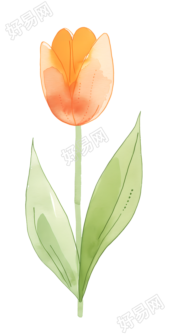 单支郁金香水彩插图